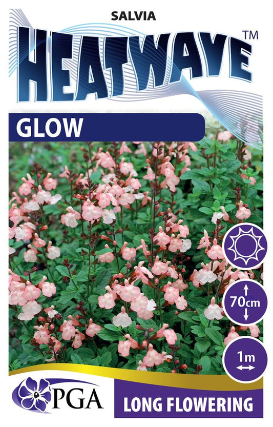 Salvia HEATWAVE™ ‘Glow’