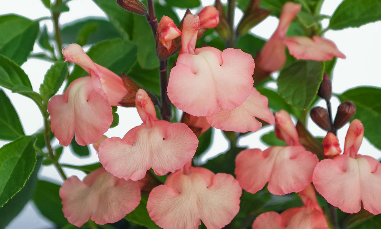Salvia HEATWAVE™ ‘Glow’
