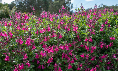 Salvia HEATWAVE™ ‘Sizzle’