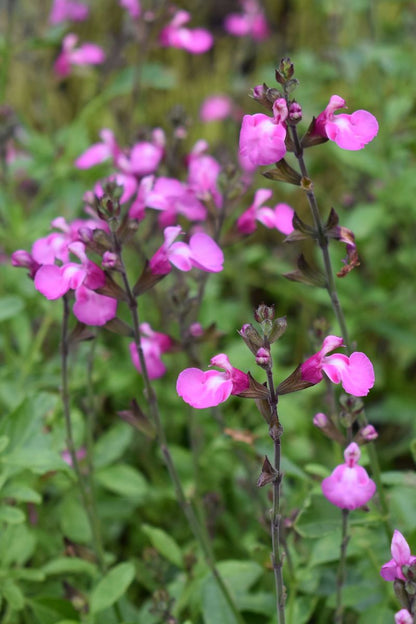 Salvia HEATWAVE™ ‘Sparkle’