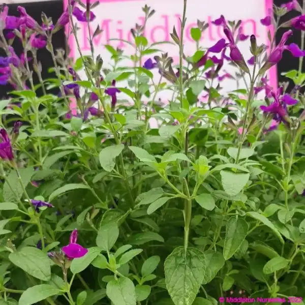 the plant broker