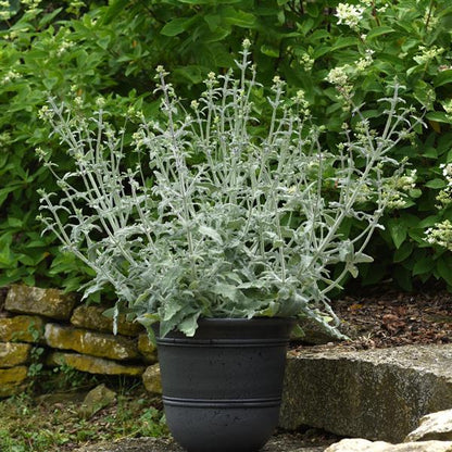 Salvia canariensis Lancelot
