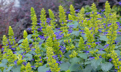 Salvia Limelight