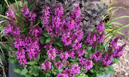Salvia Marvel Rose