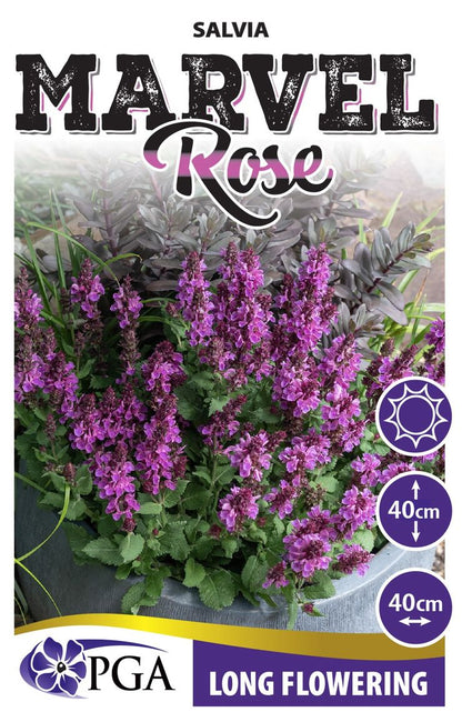 Salvia Marvel Rose
