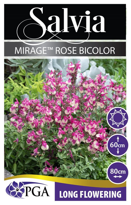 Salvia Mirage™ ‘Rose Bicolor’