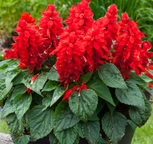 Salvia Mojave Red