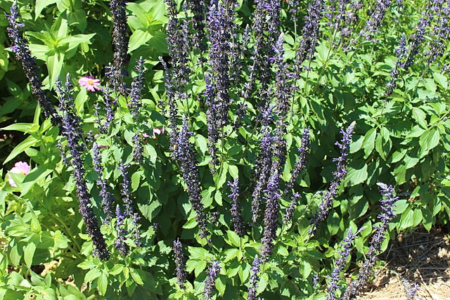 Salvia Mystic Spires