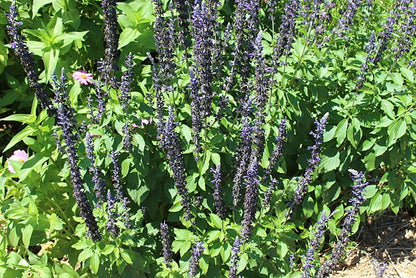 Salvia Mystic Spires