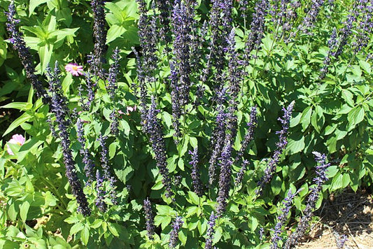 Salvia Mystic Spires