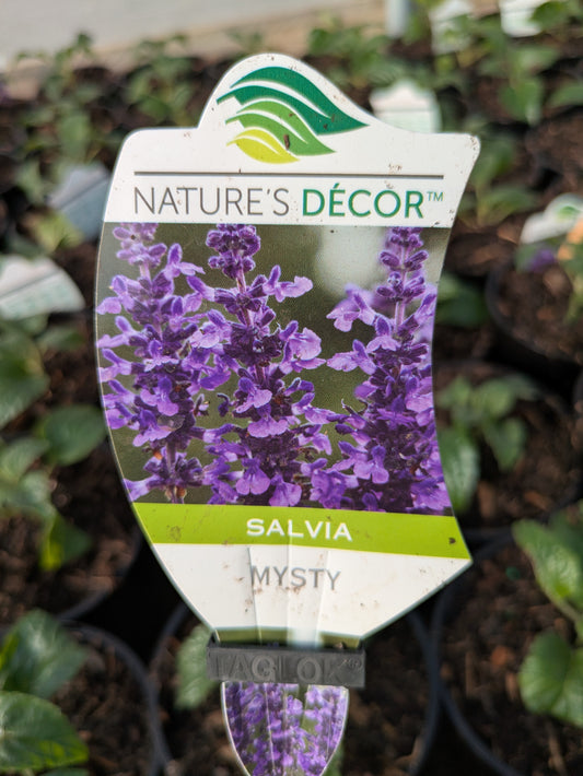 Salvia Mysty