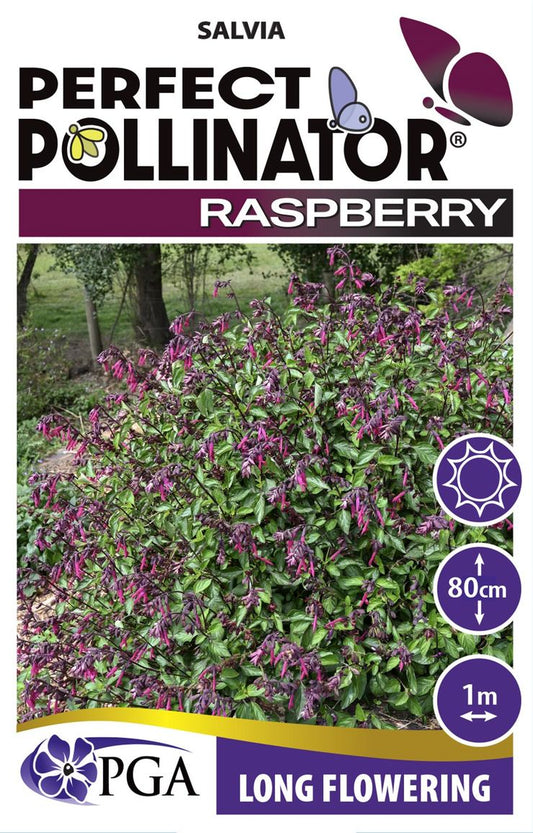 Salvia PERFECT POLLINATOR® ‘Raspberry ’