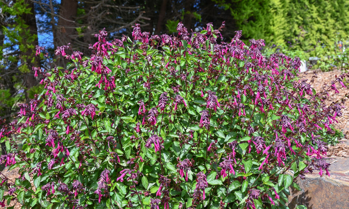 Salvia PERFECT POLLINATOR® ‘Raspberry ’