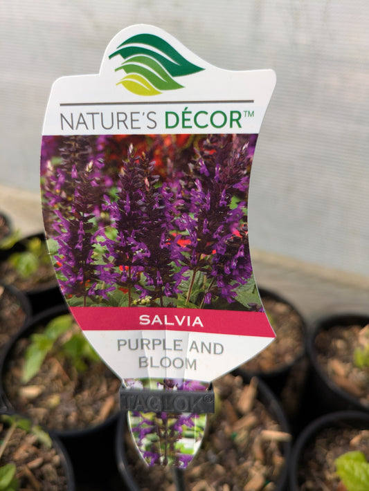 Salvia Purple and Bloom