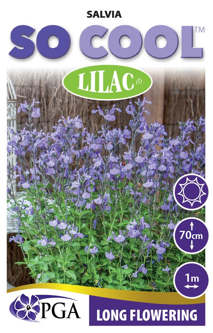 Salvia SO COOL™ ‘Lilac’
