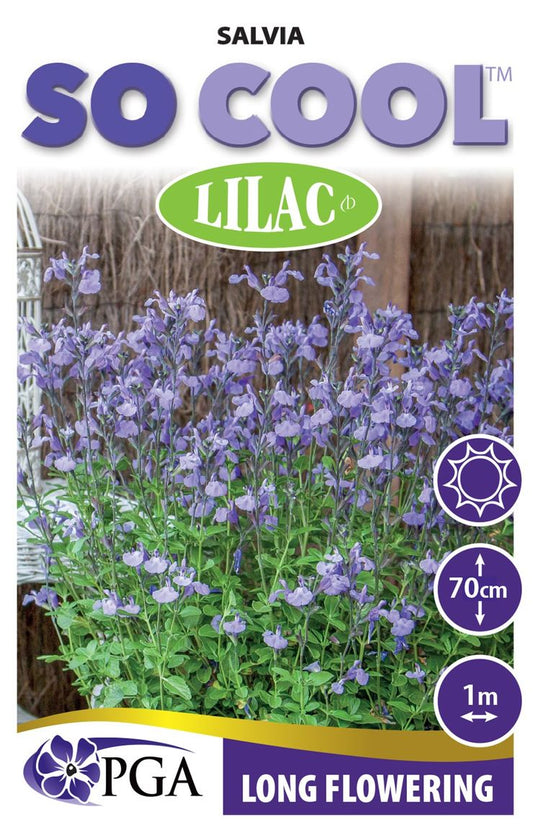 Salvia SO COOL™ ‘Lilac’
