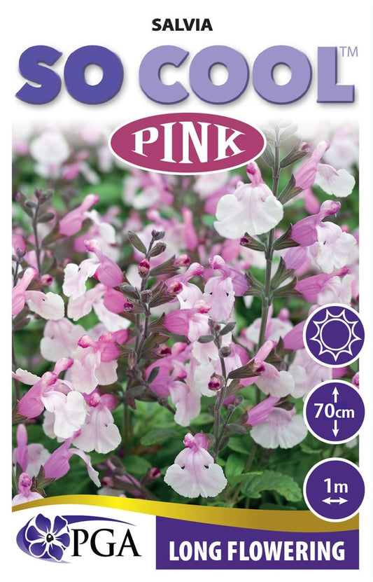 Salvia SO COOL™ ‘Pink’