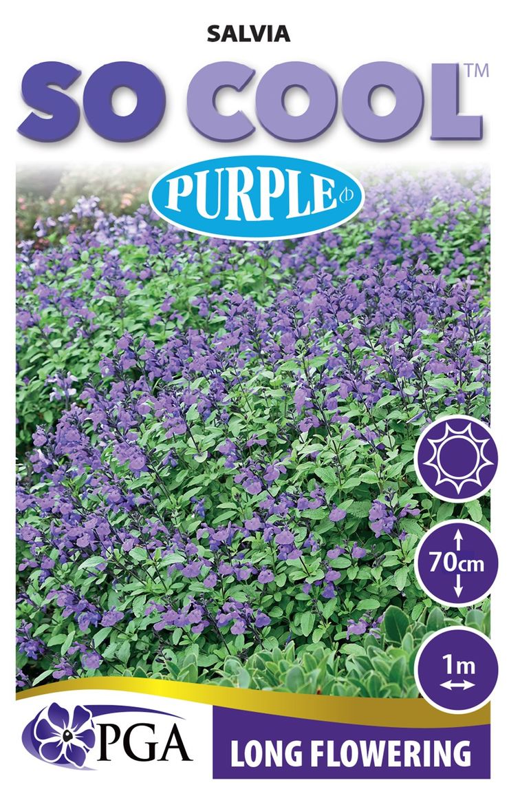 Salvia SO COOL™ ‘Purple’