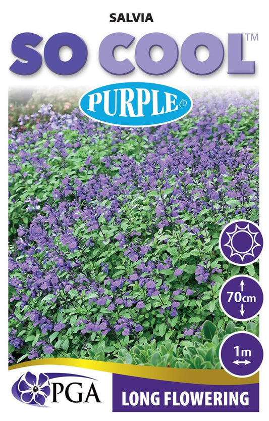 Salvia SO COOL™ ‘Purple’