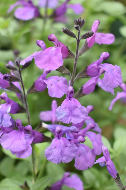 Salvia SO COOL™ ‘Purple’