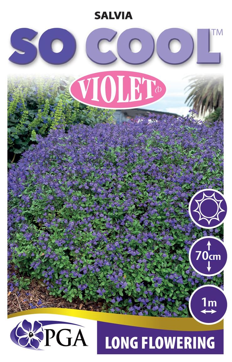 Salvia  SO COOL™ ‘Violet’
