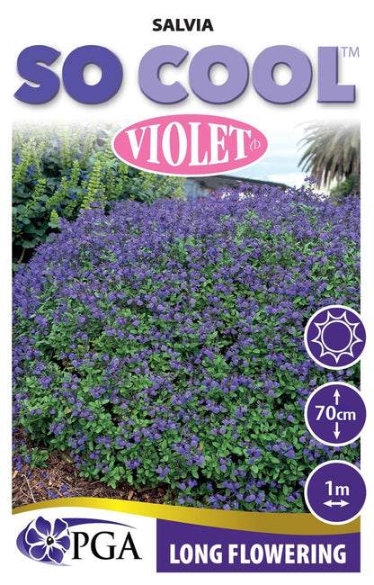 Salvia  SO COOL™ ‘Violet’