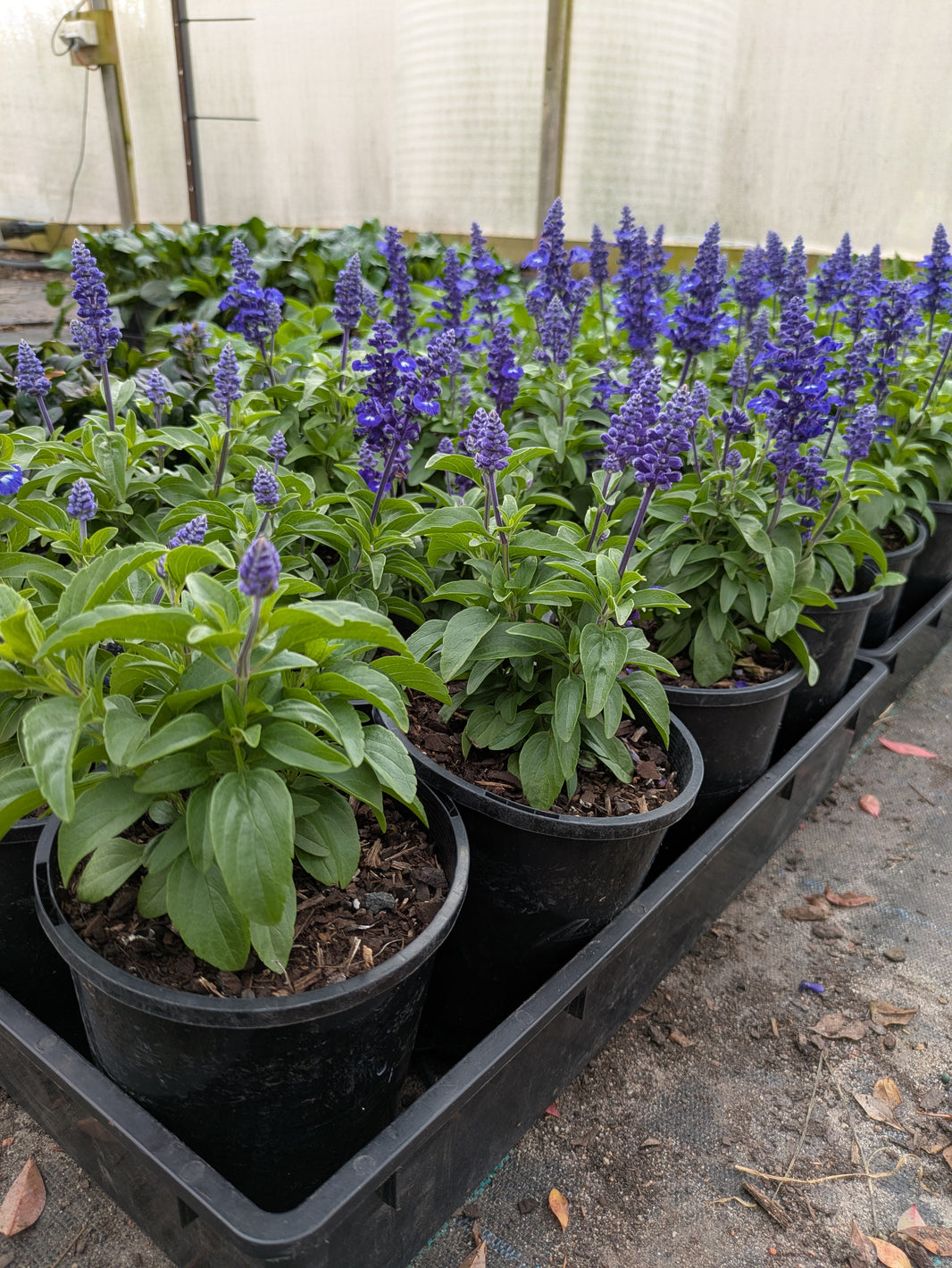 Salvias – The Plant Broker