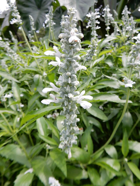 Salvia White Flame