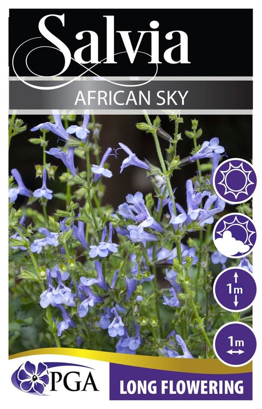Salvia ‘African Sky’