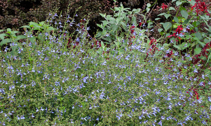 Salvia ‘African Sky’