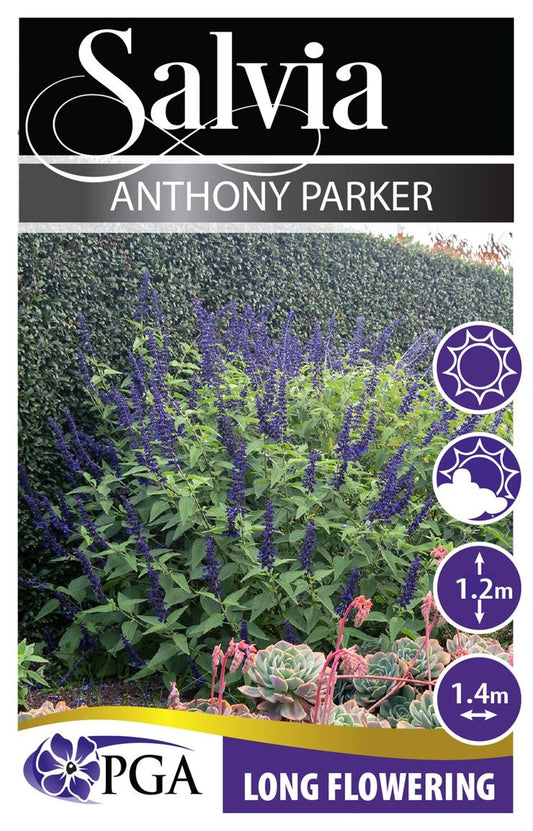 Salvia ‘Anthony Parker’
