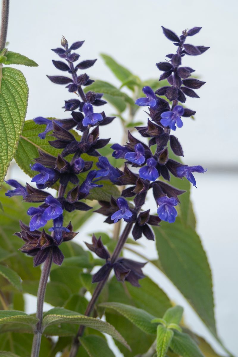 Salvia ‘Anthony Parker’