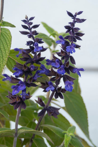 Salvia ‘Anthony Parker’
