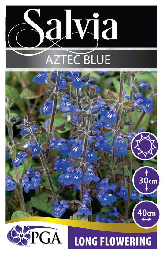 Salvia ‘Aztec Blue’