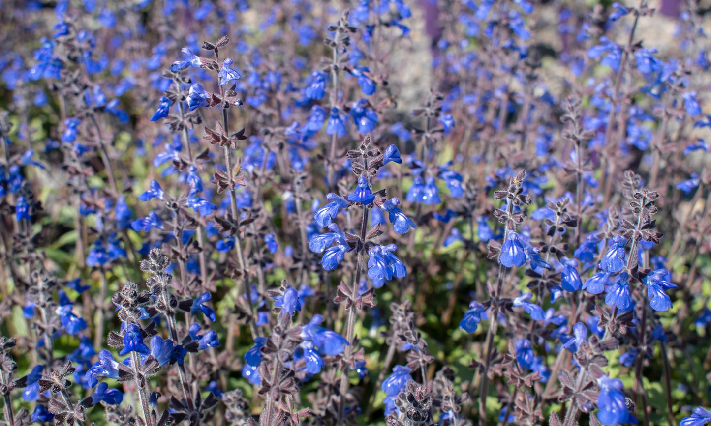 Salvia ‘Aztec Blue’