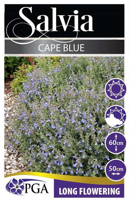 Salvia ‘Cape Blue’