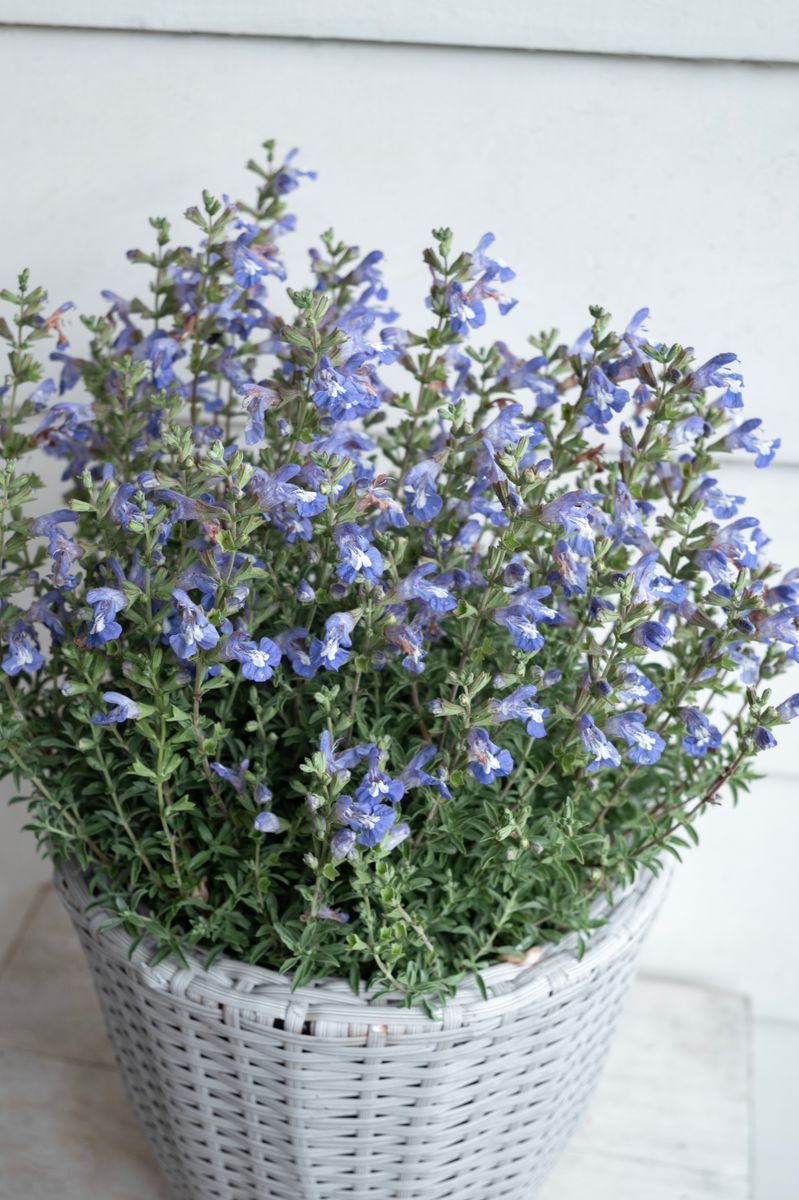 Salvia ‘Cape Blue’