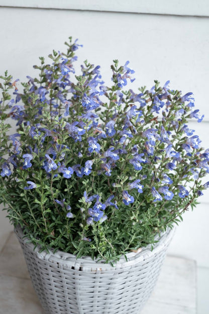 Salvia ‘Cape Blue’