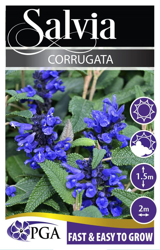 Salvia ‘Corrugata’