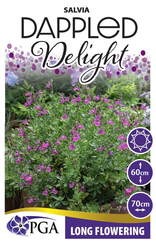 Salvia ‘Dappled Delight’