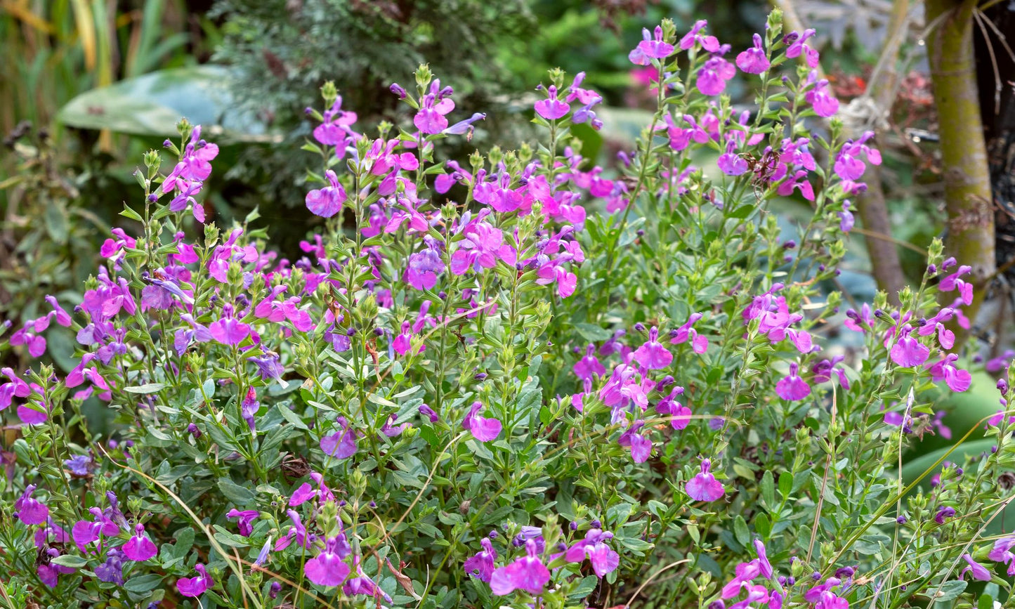 Salvia ‘Dappled Delight’