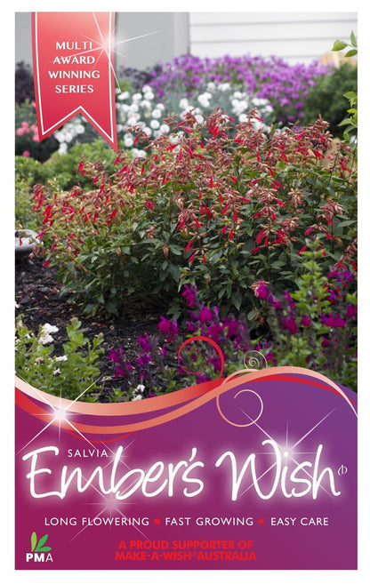 Salvia ‘Embers Wish’