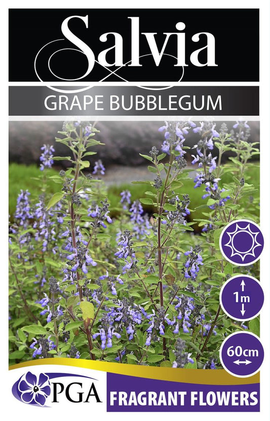 Salvia ‘Grape Bubblegum’