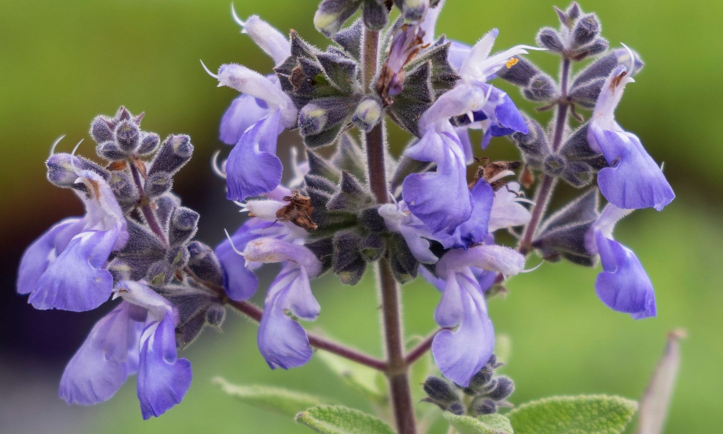 Salvia ‘Grape Bubblegum’