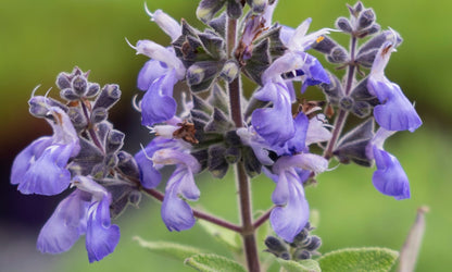 Salvia ‘Grape Bubblegum’