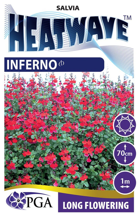 Salvia ‘Heatwave Inferno’