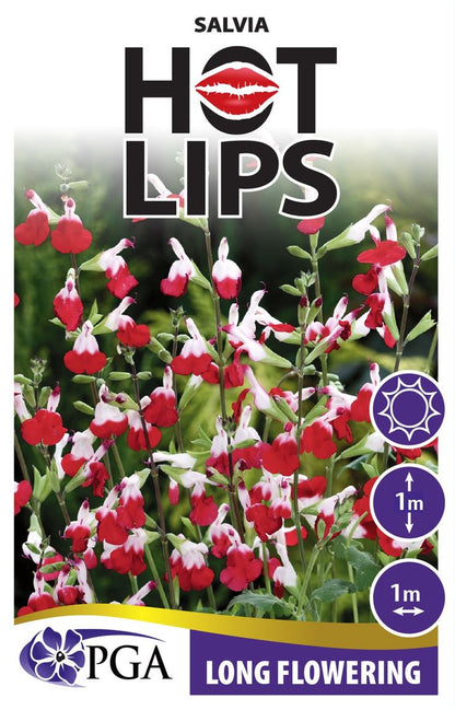 Salvia ‘Hot Lips’