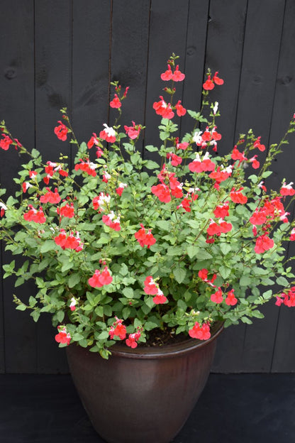 Salvia ‘Hot Lips’