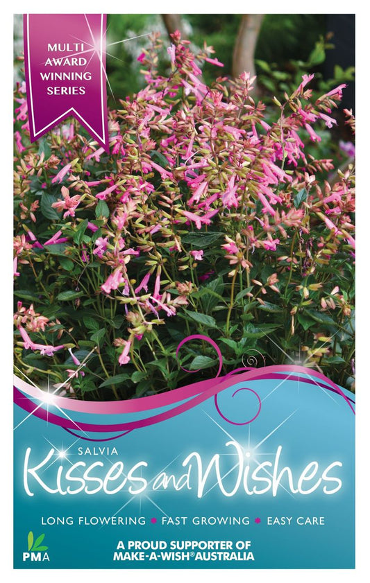 Salvia ‘Kisses & Wishes’