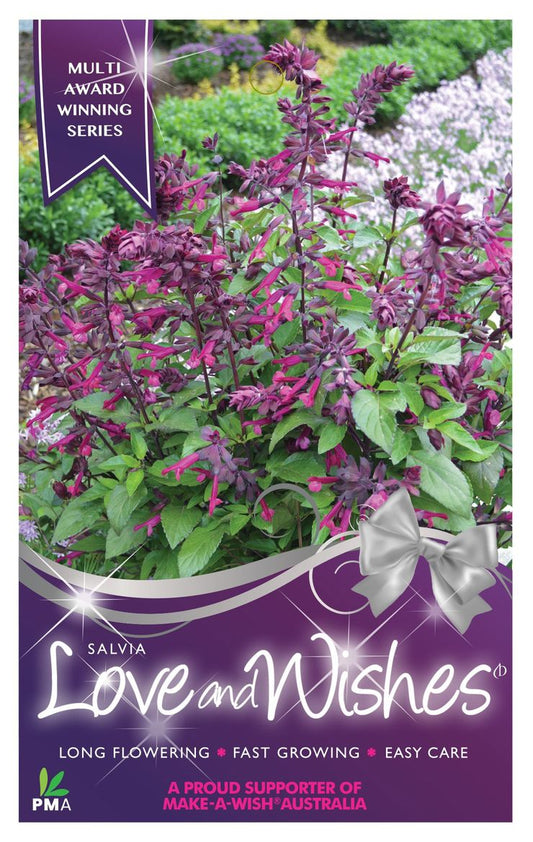 Salvia ‘Love and Wishes’